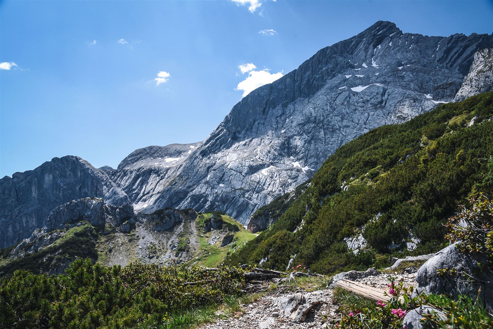 The Alpspitze under a blue sky, alpine roses in the foreground